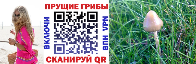 Купить где  Десногорск  Галлюциногенные грибы Psilocybine cubensis 